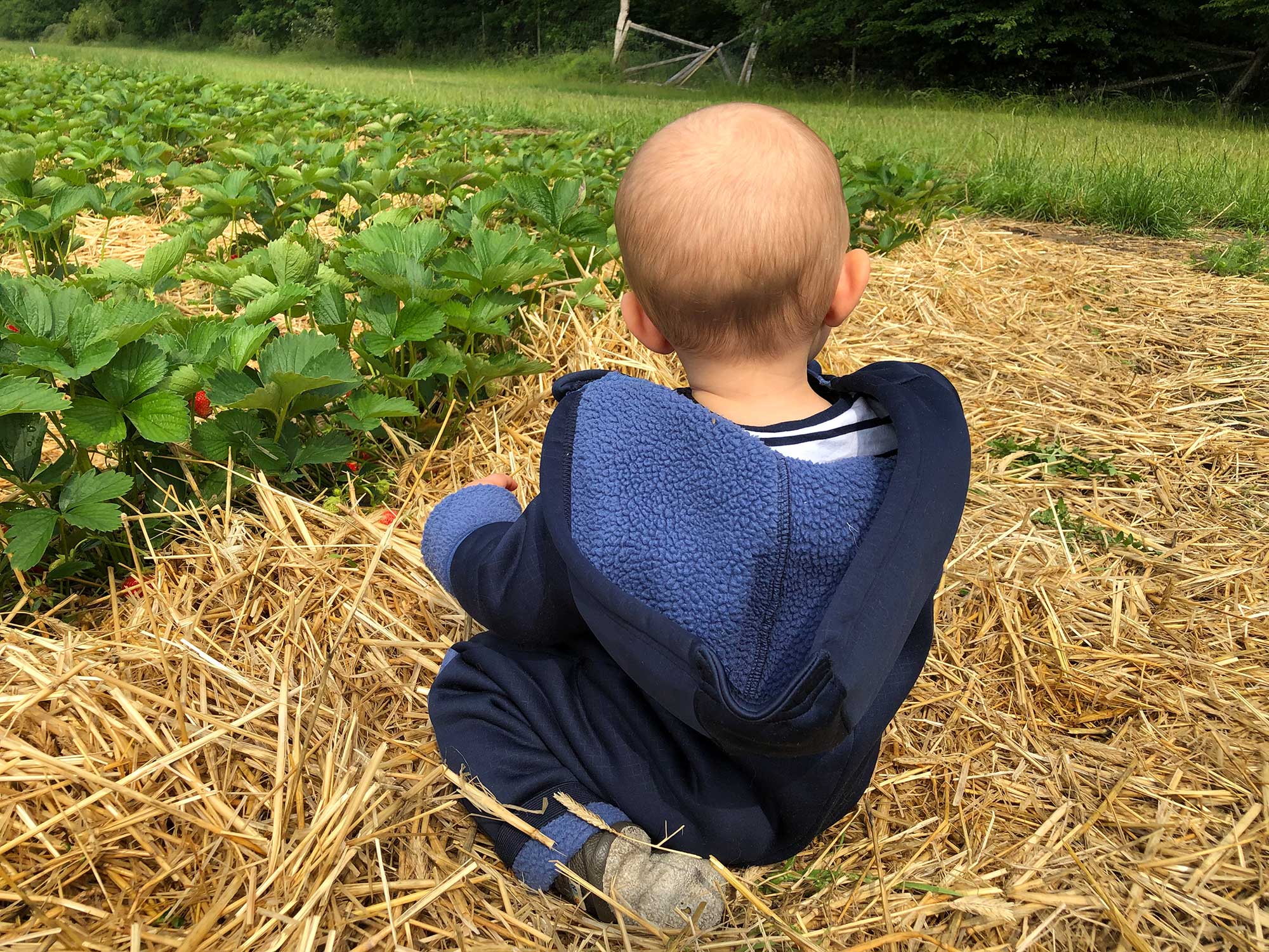 Erdbeeren selbst pflücken in Norderstedt & Quickborn